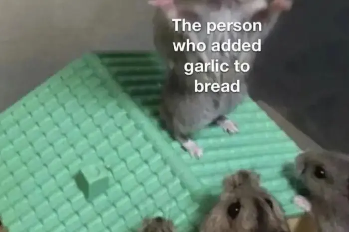 Thank you fellow human