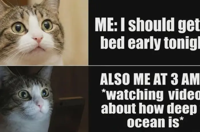 Sleep…Nah? Post meme…Hell yeah!!