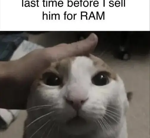 You will be missed 😿