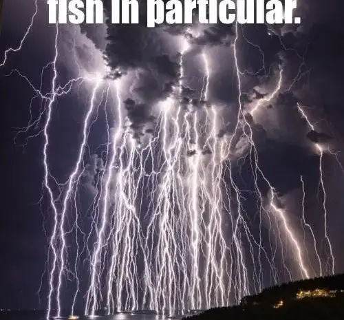 Poor fishes.