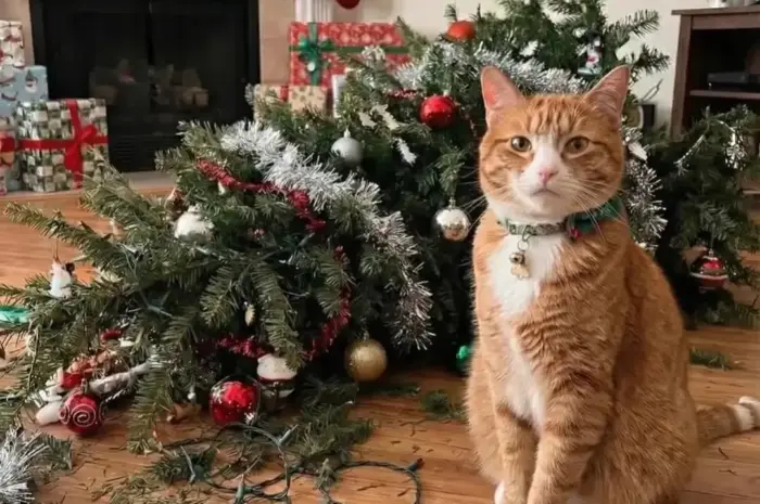 He looks proud