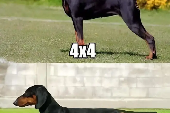 when you adjust the suspension