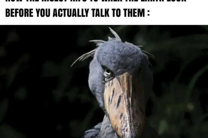 They for some reason look like they will take your kidney out and feed you it