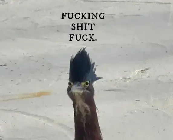 Birds with threatening auras
