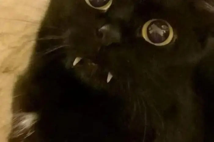Vampurrrrr