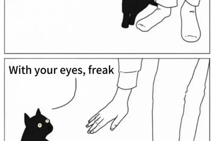 Cats when they want attention