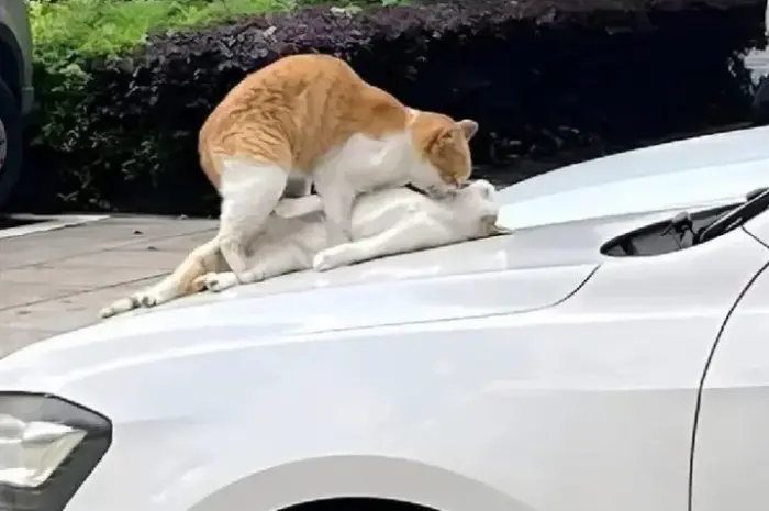 Car-ma Sutra