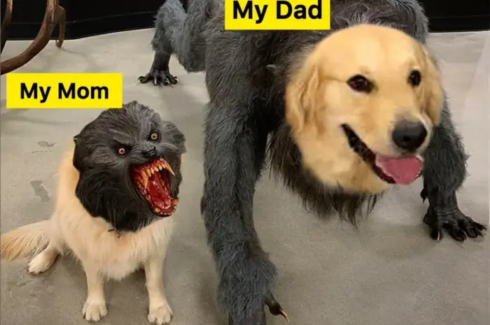 Your average family