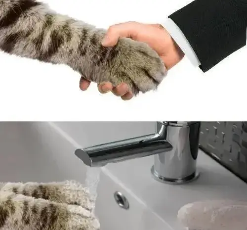 Meow meow:3