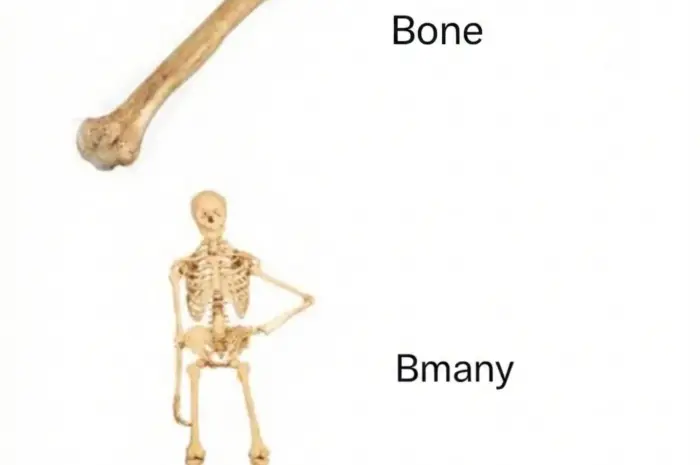 Why does nobody talk about the plural of bone??