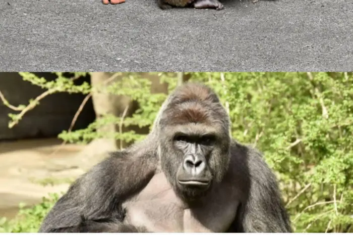 Please Lord Harambe. We are tired.